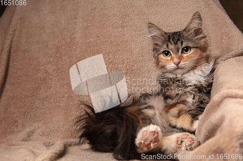 Image of Portrait of multicolored purebred kitten of Siberian cat sitting on sofa covered with a blanket. Flyer for ad, design. Home interior.