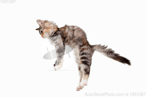 Image of Multicolor beautiful cat playing isolated on white studio background. Flyer for ad, design. Copy space.