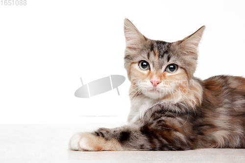 Image of Multicolor beautiful cat posing isolated on white studio background. Flyer for ad, design. Copy space.