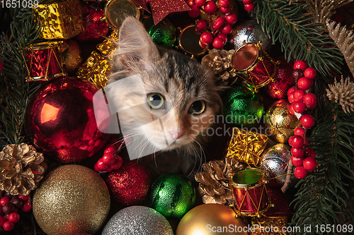 Image of Funny little kitten isolated in Christmas and New Year toys and decorations. Greeting card, flyer for design.