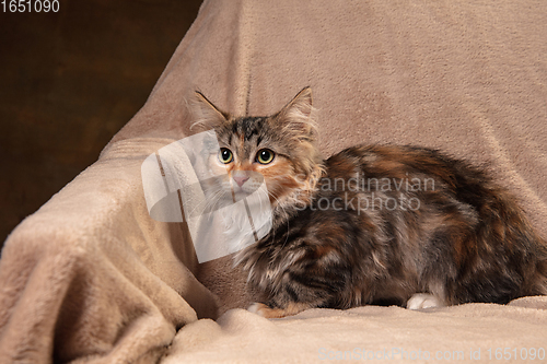 Image of Portrait of multicolored purebred kitten of Siberian cat sitting on sofa covered with a blanket. Flyer for ad, design. Home interior.