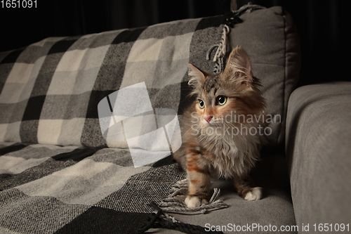 Image of Portrait of multicolored purebred kitten of Siberian cat sitting on sofa covered with a checkered blanket. Flyer for ad, design. Home interior.