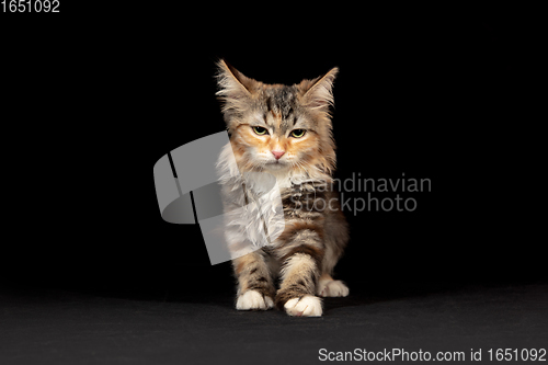 Image of Portrait of little kitten Siberian Forest cat posing isolated on black studio background. Flyer for ad, design. Copy space.