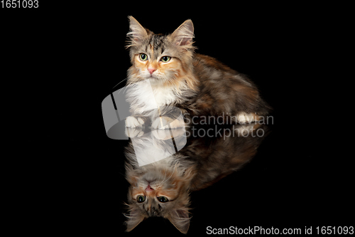 Image of Beautiful Siberian cat laying down isolated on black studio background. Flyer for ad, design. Copy space.