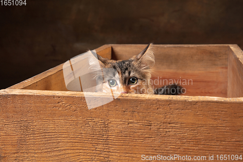 Image of Little cute multicolored purebred kitten of Siberian cat sitting in wooden box isolated on colored background. Flyer for ad, design.