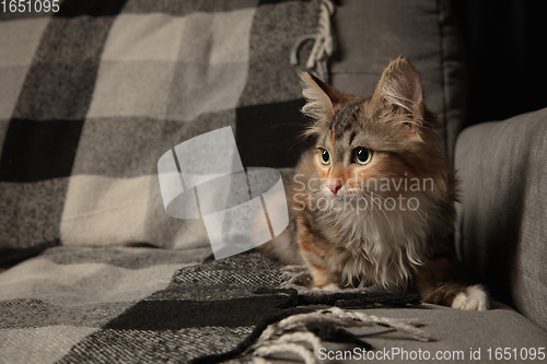 Image of Portrait of multicolored purebred kitten of Siberian cat sitting on sofa covered with a checkered blanket. Flyer for ad, design. Home interior.