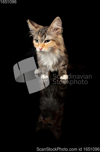 Image of Portrait of little kitten Siberian Forest cat posing isolated on black studio background. Flyer for ad, design. Copy space.