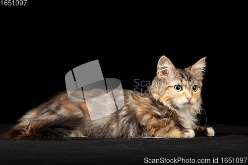 Image of Beautiful Siberian cat laying down isolated on black studio background. Flyer for ad, design. Copy space.