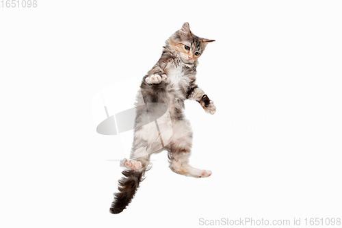 Image of Multicolor beautiful cat playing isolated on white studio background. Flyer for ad, design. Copy space.