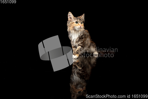 Image of Portrait of little kitten Siberian Forest cat posing isolated on black studio background. Flyer for ad, design. Copy space.