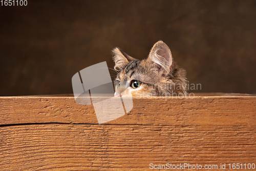 Image of Little cute multicolored purebred kitten of Siberian cat sitting in wooden box isolated on colored background. Flyer for ad, design.