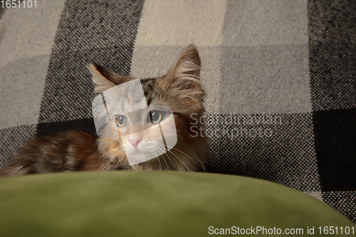 Image of Close-up portrait of multicolored purebred kitten of Siberian cat sitting on sofa covered with a checkered blanket. Home interior.