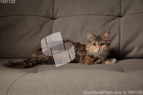 Image of Portrait of multicolored purebred kitten of Siberian cat laying down on grey sofa. Flyer for ad, design. Home interior.