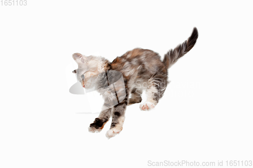 Image of Multicolor beautiful cat playing isolated on white studio background. Flyer for ad, design. Copy space.