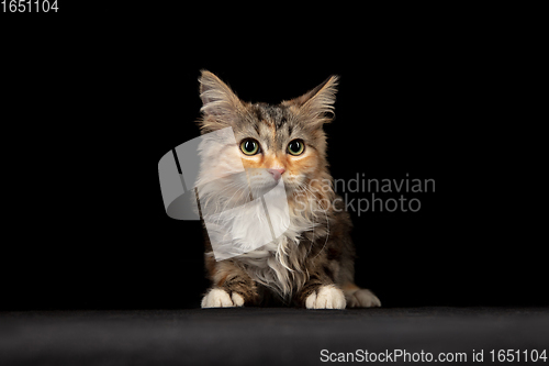 Image of Portrait of little Siberian Forest cat sitting isolated on black studio background. Flyer for ad, design. Copy space.