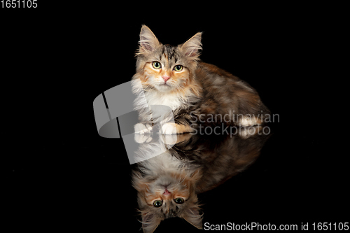 Image of Beautiful Siberian cat laying down isolated on black studio background. Flyer for ad, design. Copy space.