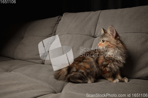 Image of Portrait of multicolored purebred kitten of Siberian cat laying down on grey sofa. Flyer for ad, design. Home interior.