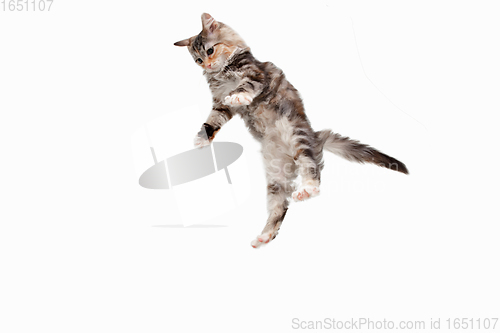 Image of Multicolor beautiful cat playing isolated on white studio background. Flyer for ad, design. Copy space.