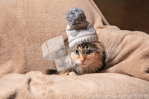 Image of Cute kitten of Siberian cat in tiny hat sitting on sofa covered with a blanket. Flyer for ad, design. Home interior.