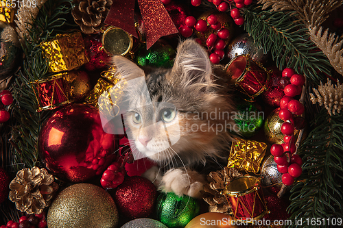 Image of Funny little kitten isolated in Christmas and New Year toys and decorations. Greeting card, flyer for design.