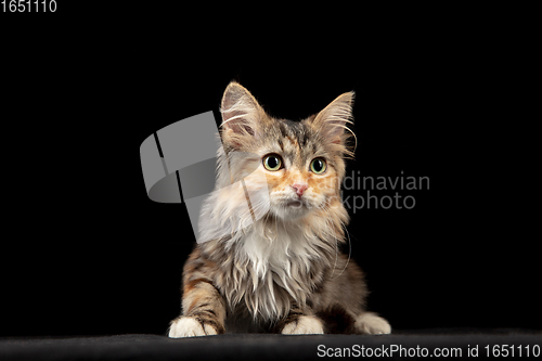 Image of Beautiful Siberian cat laying down isolated on black studio background. Flyer for ad, design. Copy space.