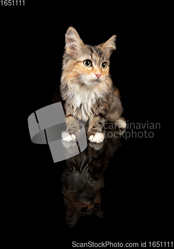 Image of Portrait of little Siberian cat sitting isolated on black studio background. Flyer for ad, design. Copy space.