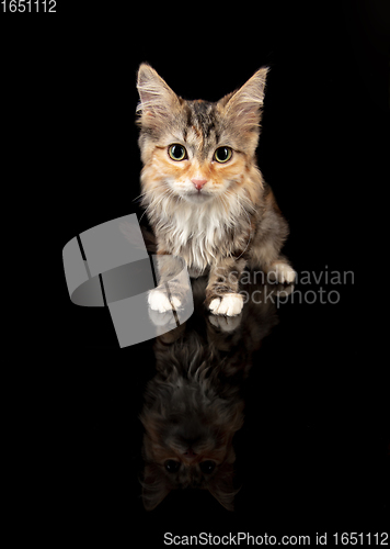 Image of Portrait of little Siberian cat sitting isolated on black studio background. Flyer for ad, design. Copy space.