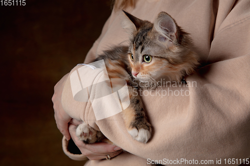 Image of Portrait of a young woman with a kitten in her arms. Concept of pets love, animal grace, friendship.