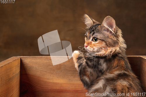 Image of Little cute multicolored purebred kitten of Siberian cat sitting in wooden box isolated on colored background. Flyer for ad, design.