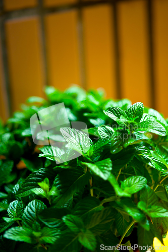 Image of fresh mint plant