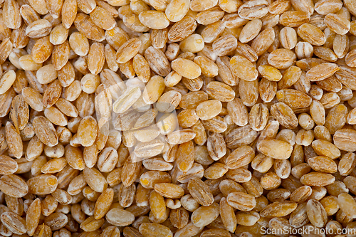 Image of organic barley grains