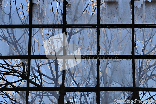 Image of branches and broken factory window