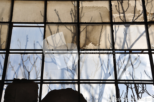 Image of branches and broken glass background