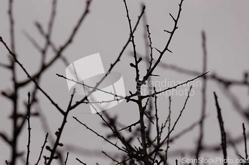 Image of branches gray winter sky