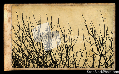 Image of branches on vintage photo paper