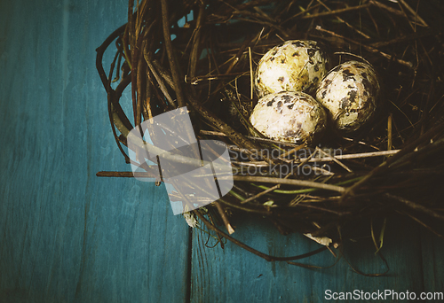 Image of Eggs in Nest