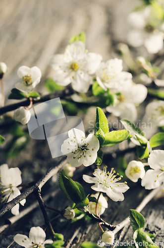 Image of Spring Blossom