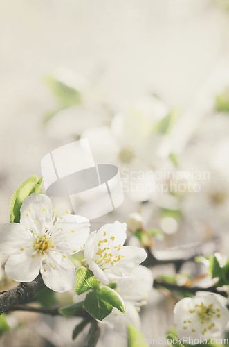 Image of Spring Blossom