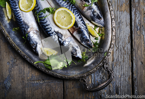 Image of Mackerels on silver plate