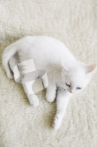 Image of White Cat