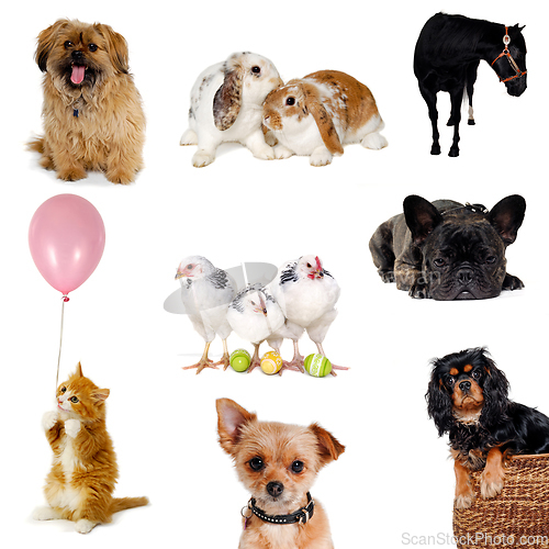 Image of Collection of pets