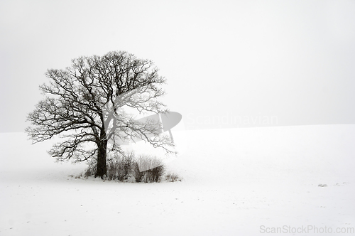 Image of Tree on hill at winter