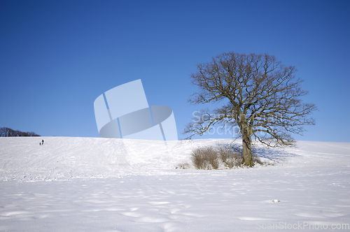 Image of Tree on hill at winter