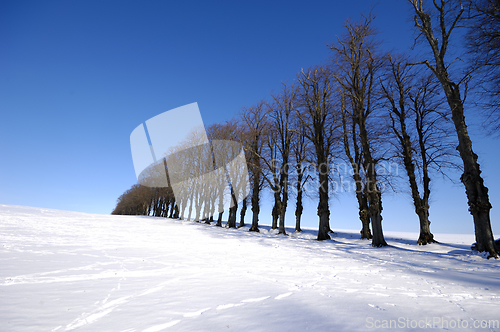 Image of Trees on hill at winter