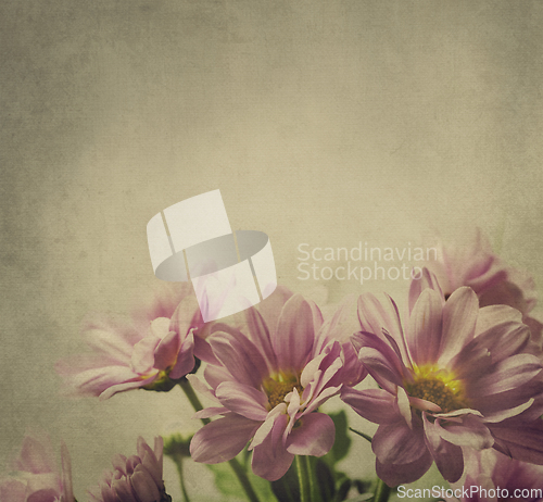 Image of Pink Flowers
