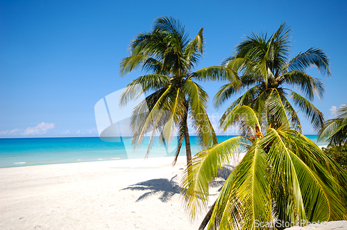 Image of Palms on exotic beach