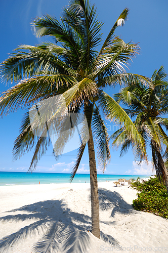 Image of Palm on tropical beach