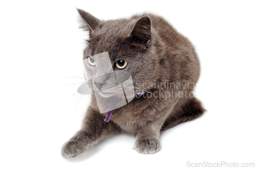 Image of Gray cat on a isolated white background.