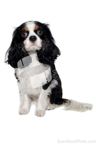 Image of Sad Cavalier King Charles Spaniel dog