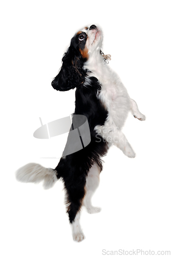 Image of Sad Cavalier King Charles Spaniel dog standing 